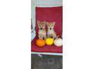 Shiba Inu Puppy for sale in Minnetonka, MN, USA