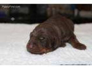 Doberman Pinscher Puppy for sale in League City, TX, USA
