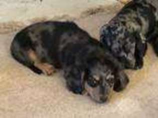 Dachshund Puppy for sale in Chico, CA, USA