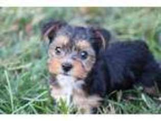 Yorkshire Terrier Puppy for sale in Hughesville, MO, USA