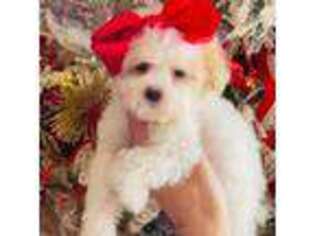 Mutt Puppy for sale in Andrews, TX, USA