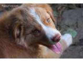 Australian Shepherd Puppy for sale in Cary, NC, USA