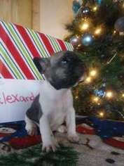French Bulldog Puppy for sale in Ferguson, NC, USA