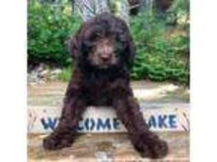 Goldendoodle Puppy for sale in Marshfield, WI, USA