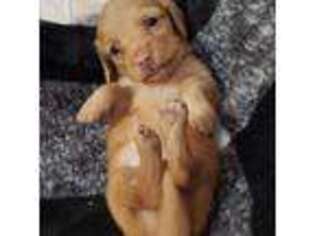 Dachshund Puppy for sale in Arthur, IL, USA