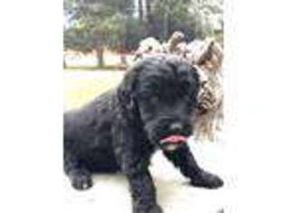 Goldendoodle Puppy for sale in Sandy, UT, USA