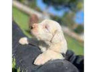 Old English Sheepdog Puppy for sale in Acton, CA, USA