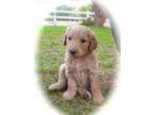 Goldendoodle Puppy for sale in Chatsworth, CA, USA