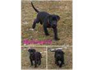 Great Dane Puppy for sale in Ovid, MI, USA