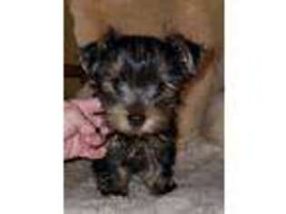 Yorkshire Terrier Puppy for sale in Newport, OR, USA
