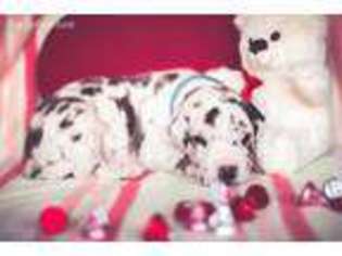 Great Dane Puppy for sale in Port Angeles, WA, USA