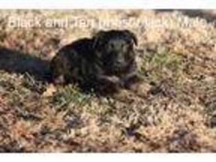 German Shepherd Dog Puppy for sale in Pinckneyville, IL, USA