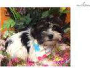 Medium Photo #1 Havanese Puppy For Sale in New York, NY, USA