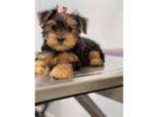 Yorkshire Terrier Puppy for sale in Guyton, GA, USA