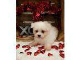Maltese Puppy for sale in Morrilton, AR, USA