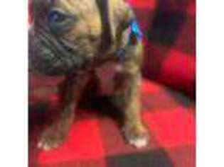 Boxer Puppy for sale in Port Charlotte, FL, USA
