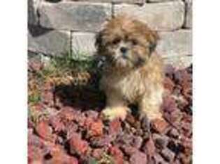 Mutt Puppy for sale in Homosassa, FL, USA