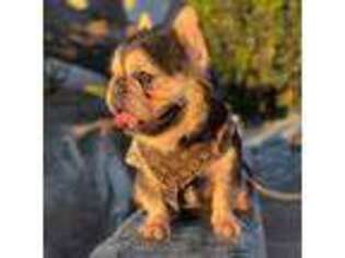 French Bulldog Puppy for sale in Mohave Valley, AZ, USA