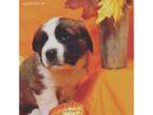 Saint Bernard Puppy for sale in Lima, OH, USA
