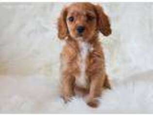 Cavapoo Puppy for sale in Laveen, AZ, USA