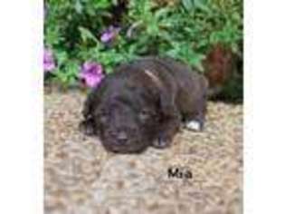 Schnoodle (Standard) Puppy for sale in Due West, SC, USA