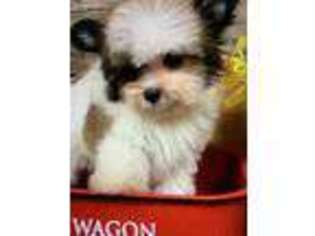 Papillon Puppy for sale in Williamstown, KY, USA