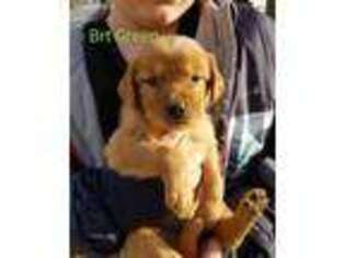 Golden Retriever Puppy for sale in Boulder, CO, USA