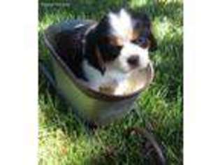 Cavalier King Charles Spaniel Puppy for sale in Conifer, CO, USA