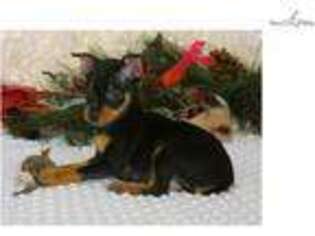 Miniature Pinscher Puppy for sale in Fayetteville, AR, USA