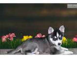 Alaskan Klee Kai Puppy for sale in Saint George, UT, USA