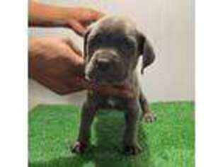 Neapolitan Mastiff Puppy for sale in Utica, NY, USA