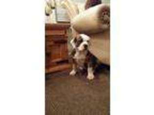 American Bulldog Puppy for sale in Hesperia, CA, USA