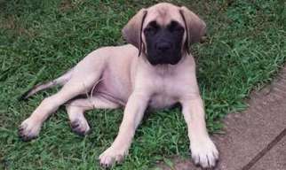 Mastiff Puppy for sale in Covington, GA, USA
