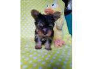 Yorkshire Terrier Puppy for sale in Purlear, NC, USA