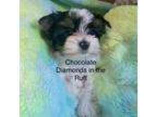 Yorkshire Terrier Puppy for sale in Clarksburg, WV, USA