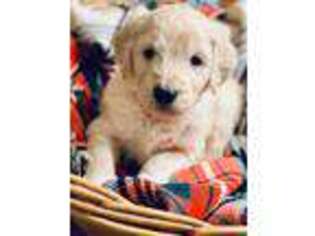 Goldendoodle Puppy for sale in Spicer, MN, USA
