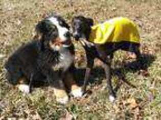 Bernese Mountain Dog Puppy for sale in Holden, MO, USA