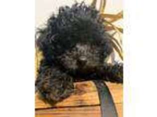 Mutt Puppy for sale in Wills Point, TX, USA