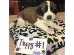 Saint Bernard Puppy for sale in Tishomingo, OK, USA