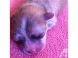 Chihuahua Puppy for sale in NORWALK, CT, USA