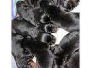 Rottweiler Puppy for sale in Bellevue, WA, USA