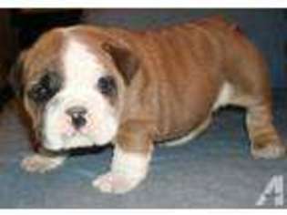 French Bulldog Puppy for sale in ARMA, KS, USA