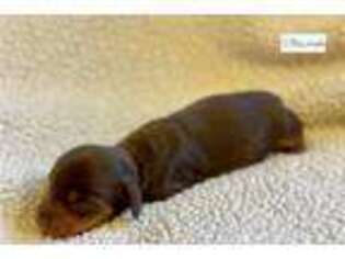 Dachshund Puppy for sale in Texarkana, AR, USA