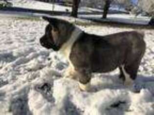 Akita Puppy for sale in Sevierville, TN, USA