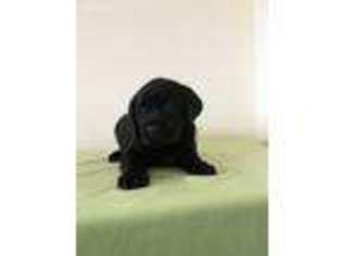 Labrador Retriever Puppy for sale in Knoxville, IA, USA