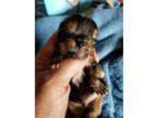 Yorkshire Terrier Puppy for sale in Hornell, NY, USA