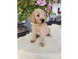 Goldendoodle Puppy for sale in Hamptonville, NC, USA