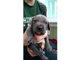 Great Dane Puppy for sale in Clarkston, MI, USA