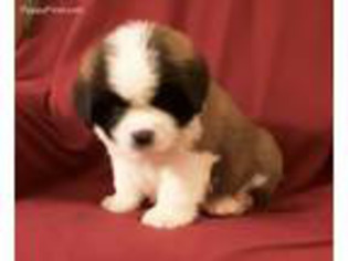 Saint Bernard Puppy for sale in Bruno, MN, USA
