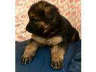 German Shepherd Dog Puppy for sale in Chattanooga, TN, USA